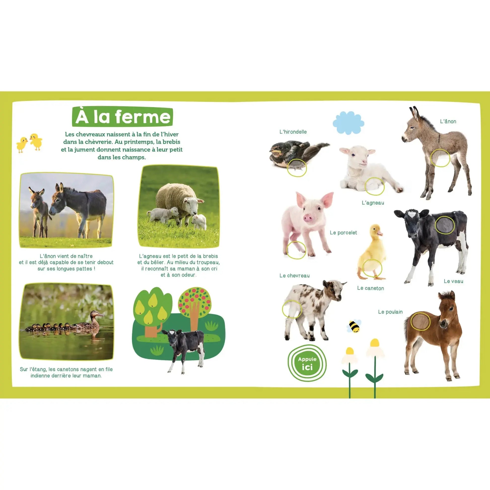 Imagier sonore / Bébés Animaux Auzou
