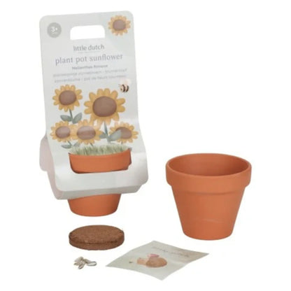 Kit de plantation / Tournesol